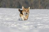 CORGI PEMBROKE 969